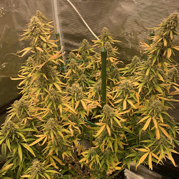 Насіння конопель Auto Amnesia Haze Feminised Silver